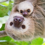 A Bed of Sloths