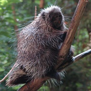 North American Porcupine