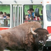 Northwest Trek, Eatonville, WA