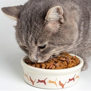 Feed the Cat (Priority)