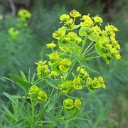 Leafy Spurge