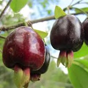 Cherry of the Rio Grande (Eugenia Involucrata)
