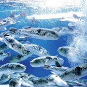 A Hootie of Blowfish