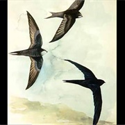 Andorinha Preta - Breno Ferreira