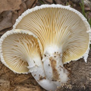 Lentinus Levis