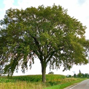 Dutch Elm Tree