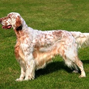 Groom an English Setter
