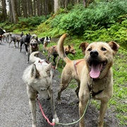 Play With Sled Dog Puppies
