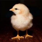 Biological Disinformation Campaign