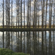 Sisters (Brian Eno, 2017)