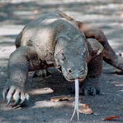 Komodo Dragon