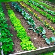 Create a Kitchen Garden