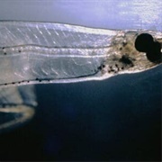 Leptocephalus