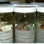 California Academy of Sciences Herpetology Department