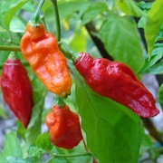 Ghost Pepper