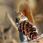 American Red Squirrel