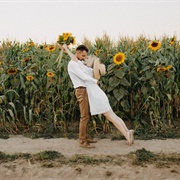 Stand in a Sunflower Field