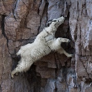 Mountain Goat