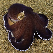 Coconut Octopus