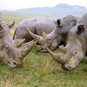 A Crash of Rhinoceros