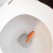Flushed a Goldfish Down the Toilet