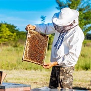 The Ins and Outs of Beekeeping