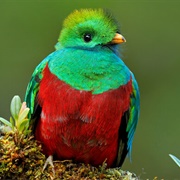 Spotting a Quetzal in a Costa Rica Rainforest