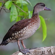 Spotted Whistling Duck