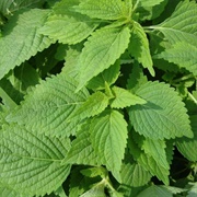 Shiso