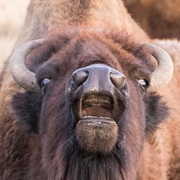 Bison