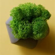 Scotch Moss