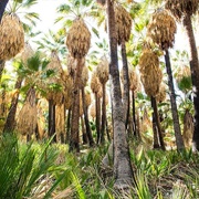 Dos Palmas and San Andreas Springs