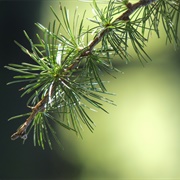 Larch