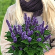 Anise Hyssop