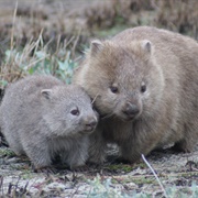Wombat
