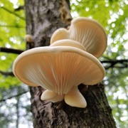 Aspen Oyster Mushroom (Pleurotus Populinus)