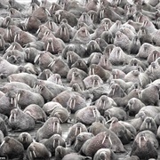 A Huddle of Walrus