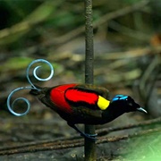 Bird of Paradise