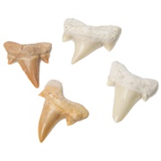 Find a Shark Tooth