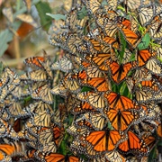 Monarch Butterfly Grove