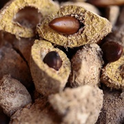 Baru Nut (Dipteryx Alata)