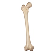 Bone