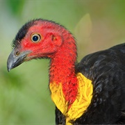 Australian Brushturkey