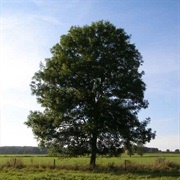 Bounce a Disk off 3 Trees in a Row