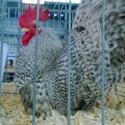 Japanese Bantam Chicken