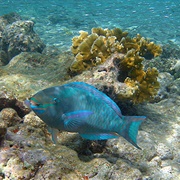 Virgin Islands Coral Reef, USVI, (NPS)