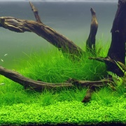 Dwarf Hairgrass