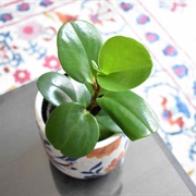 Baby Rubber Plant