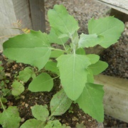 Lamb Quarters (Flower,Leaves,Stem)