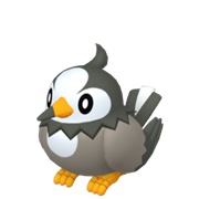Starly (Male)